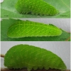 iph podalirius larva5 volg
